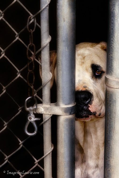 Dog cries