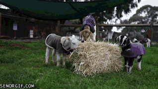 Sustainable Living Nursery and Petting Zoo