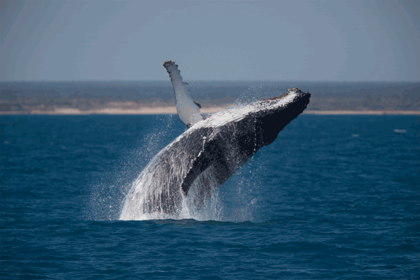 Long Reef Coastal Walk – Sydney