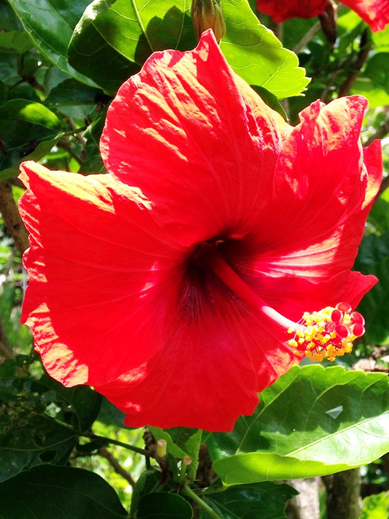 hibiscus