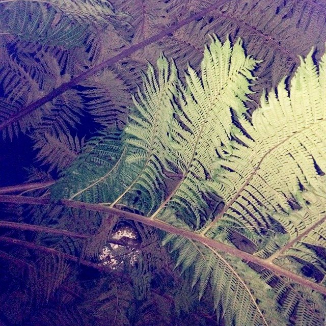 10403087_10155418750835416_3104827762080270107_n