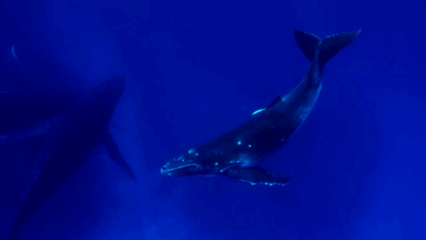 Humpback Whales 3D – IMAX
