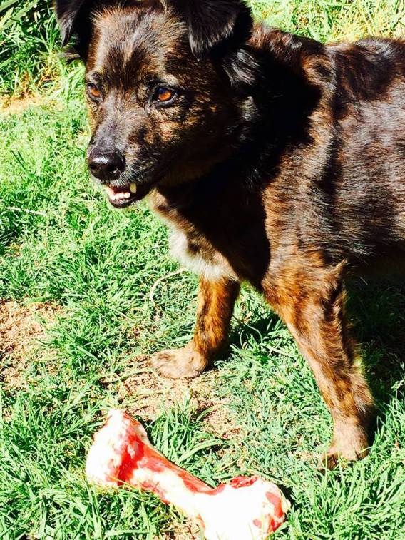 11825195_10155909804845416_1868605157835674800_n