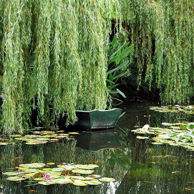 The Wind in the Willows – Royal Botanic Gardens Sydney