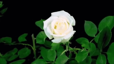 Precious Petals
