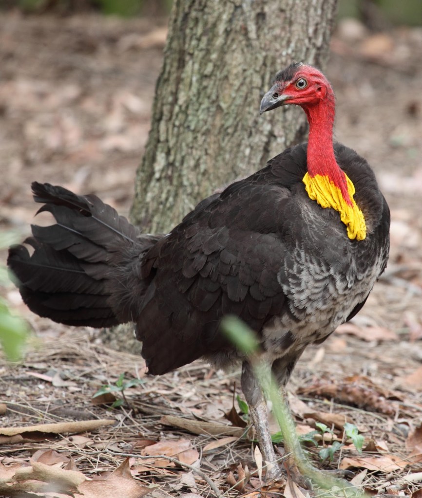 Turkey_1_-_Christopher_Watson