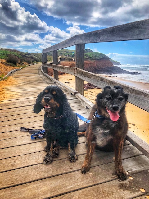 My Dear Dog Charlie – R.I.P